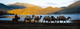 http://www.happycamel.com