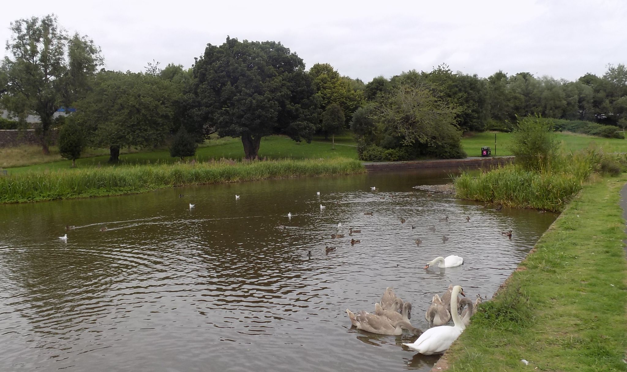 Pond at  Auchinlea Park
