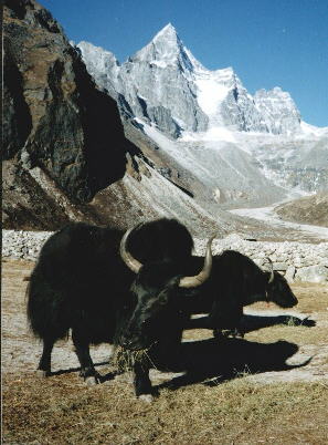 Yaks